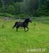 PREDÁM ŽREBCA Slovenský športový pony. - Predaj