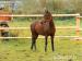 Predám dve kobyly- Slovenský športový pony. - Predaj