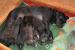 Cane corso s PP - Prodej