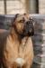 Cane corso s PP - Prodej