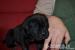 Cane corso s PP - Prodej