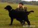 Štěně curly coated retrievera - Prodej