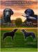Štěně curly coated retrievera - Prodej