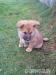 Akita-Inu bez pp - Prodej