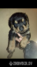 Rottweiler - Predaj