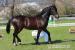 Welsh Cob sekce D - Prodej