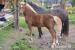 Welsh Cob sekce D - Prodej