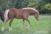 Welsh Cob sekce D - Prodej
