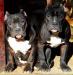 American Bully - Predaj