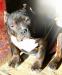 American Bully - Predaj