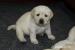 Labrador - šteniatka s rodokmeňom pôvodu - Predaj