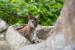 Klokan rudokrký (Macropus rufogriseus) - Prodej