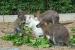 Klokan rudokrký (Macropus rufogriseus) - Prodej
