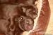 Štěňátka Labrador Retriever s PP - Prodej