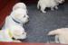 Labrador - šteniatka s rodokmeňom pôvodu - Predaj