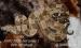 Boa constrictor (hroznýš královský)  - Prodej