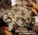 Boa constrictor (hroznýš královský)  - Prodej