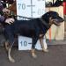 Archi hľadá nový domov – na adopciu  - Darovanie
