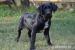 Bale hľadá nový domov – na adopciu - Darovanie