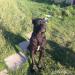 Cane corso - Predaj