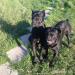 Cane corso - Predaj