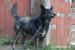 Bleky hľadá nový domov – na adopciu - Darovanie