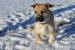 Dalma hľadá nový domov – na adopciu - Darovanie