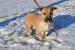 Dalma hľadá nový domov – na adopciu - Darovanie