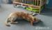Elza hľadá nový domov – na adopciu - Darovanie