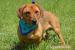 Franklin hľadá nový domov – na adopciu  - Darovanie