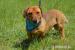 Franklin hľadá nový domov – na adopciu  - Darovanie