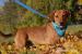 Franklin hľadá nový domov – na adopciu  - Darovanie