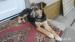 Herkules hľadá nový domov – na adopciu - Darovanie