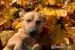 Jacky hľadá nový domov – na adopciu - Darovanie
