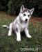 Sibírsky husky - Predaj