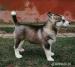 Sibírsky husky - Predaj