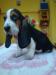 Basset hound, Basset, Baset - Prodej