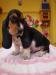 Basset hound, Basset, Baset - Prodej