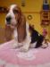 Basset hound, Basset, Baset - Prodej