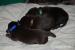 Labrador retriever - Prodej