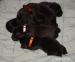 Labrador retriever - Prodej