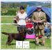 Labrador retriever - Prodej