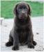 Labrador retriever - Prodej