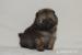 Pomeranian s PP - Prodej