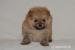 Pomeranian s PP - Prodej