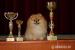 Pomeranian s PP - Prodej