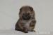 Pomeranian s PP - Prodej