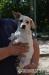 Robin hľadá nový domov – na adopciu - Darovanie