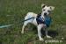 Ross hľadá nový domov – na adopciu - Darovanie