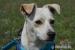 Ross hľadá nový domov – na adopciu - Darovanie